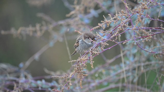 Spanish Sparrow - ML626653576