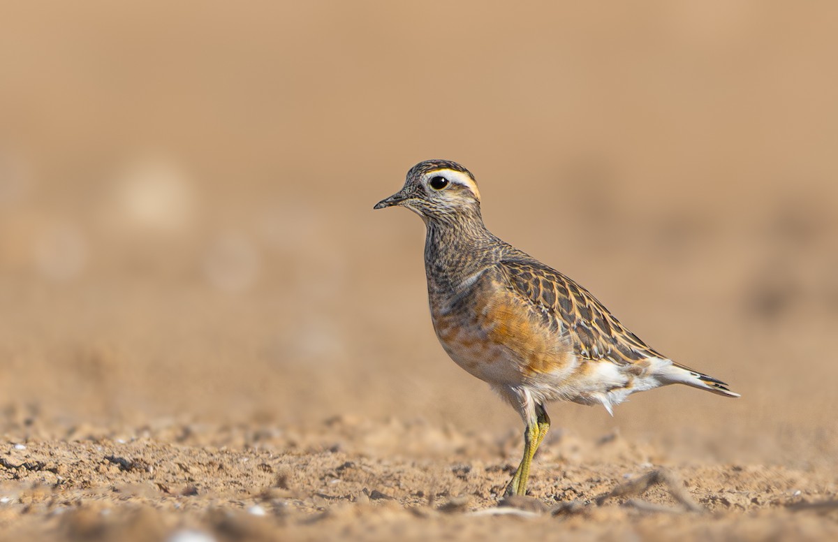 Eurasian Dotterel - ML626653682