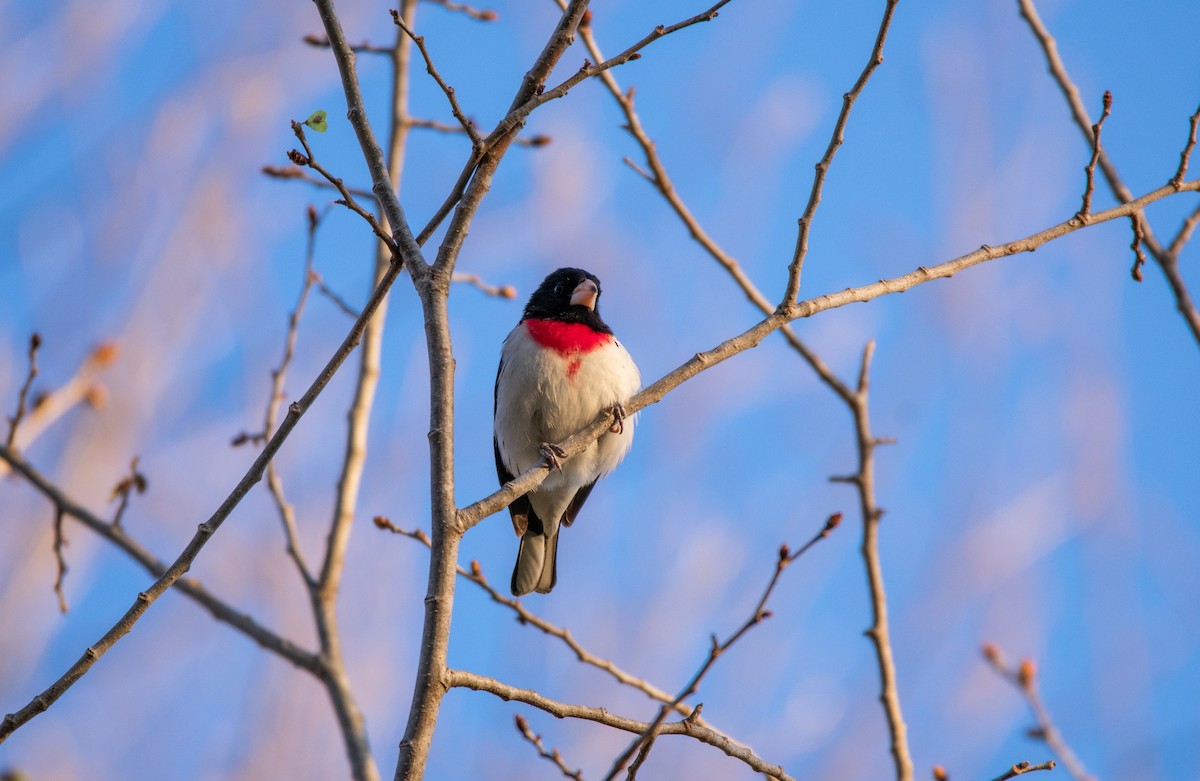 Rose-breasted Grosbeak - Nick Varvel
