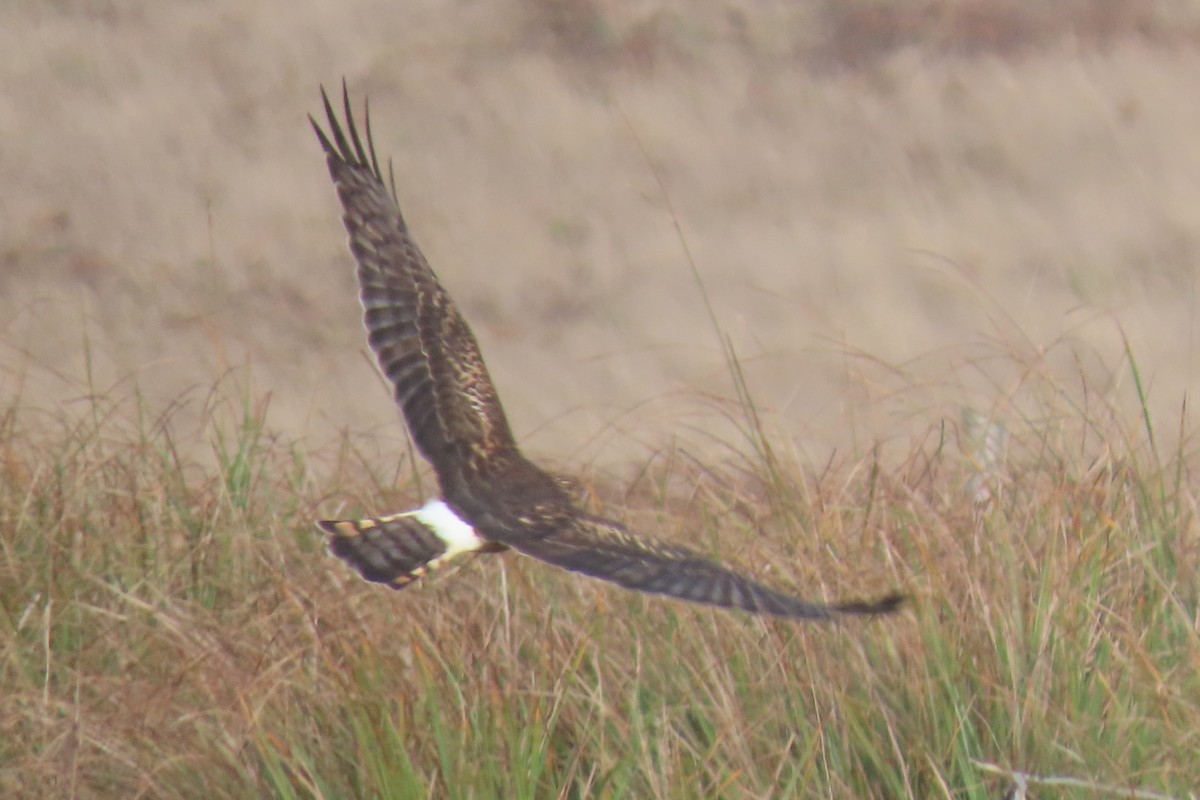 Northern Harrier - ML626653799