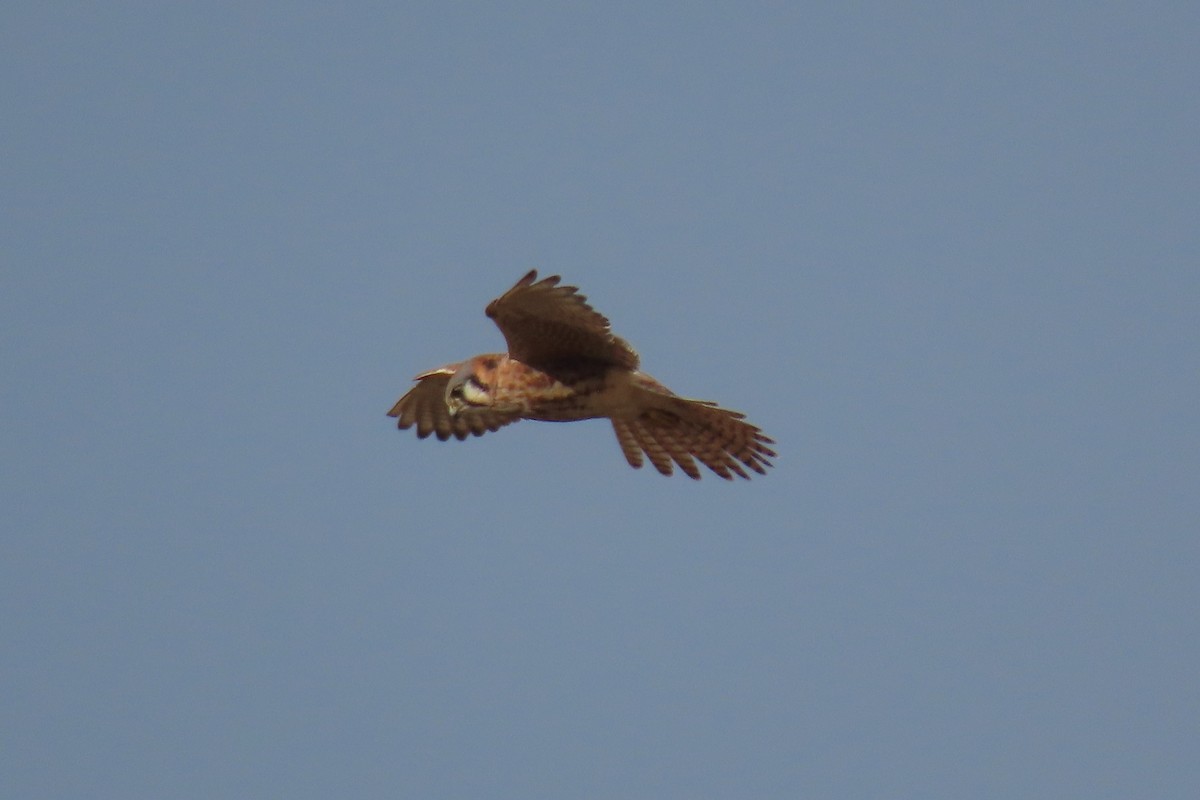 American Kestrel - ML626653812