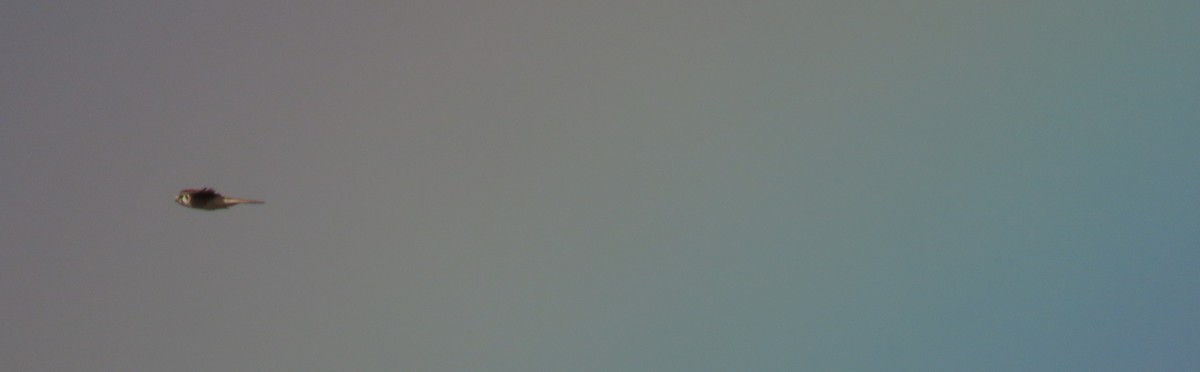 American Kestrel - ML626653815