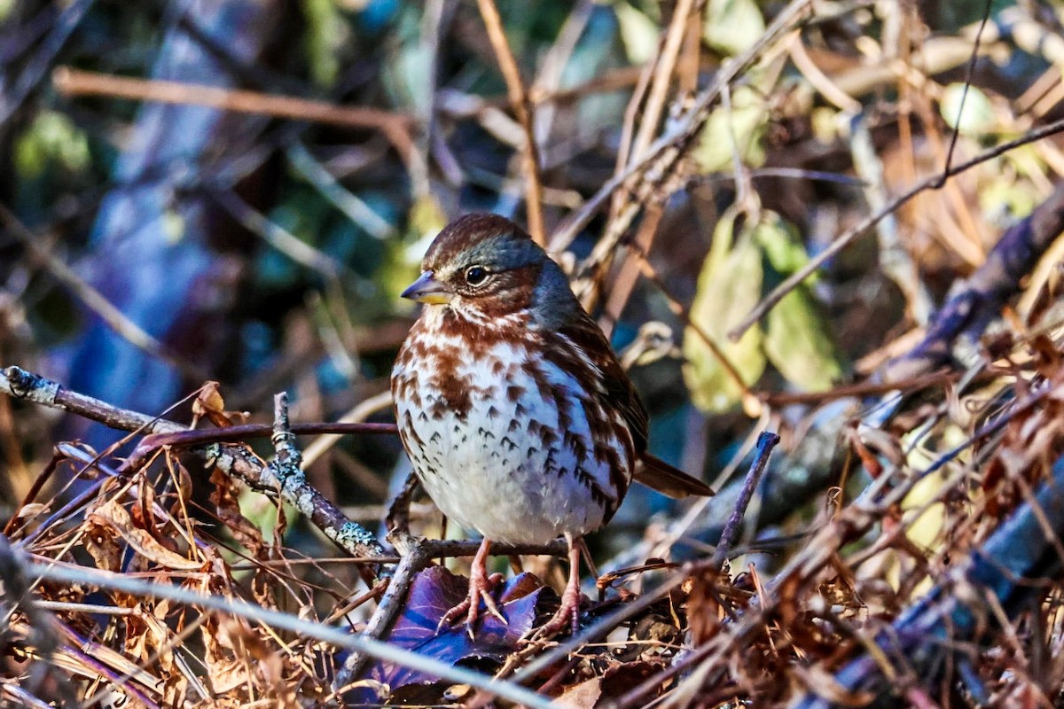 Fox Sparrow - ML626653847
