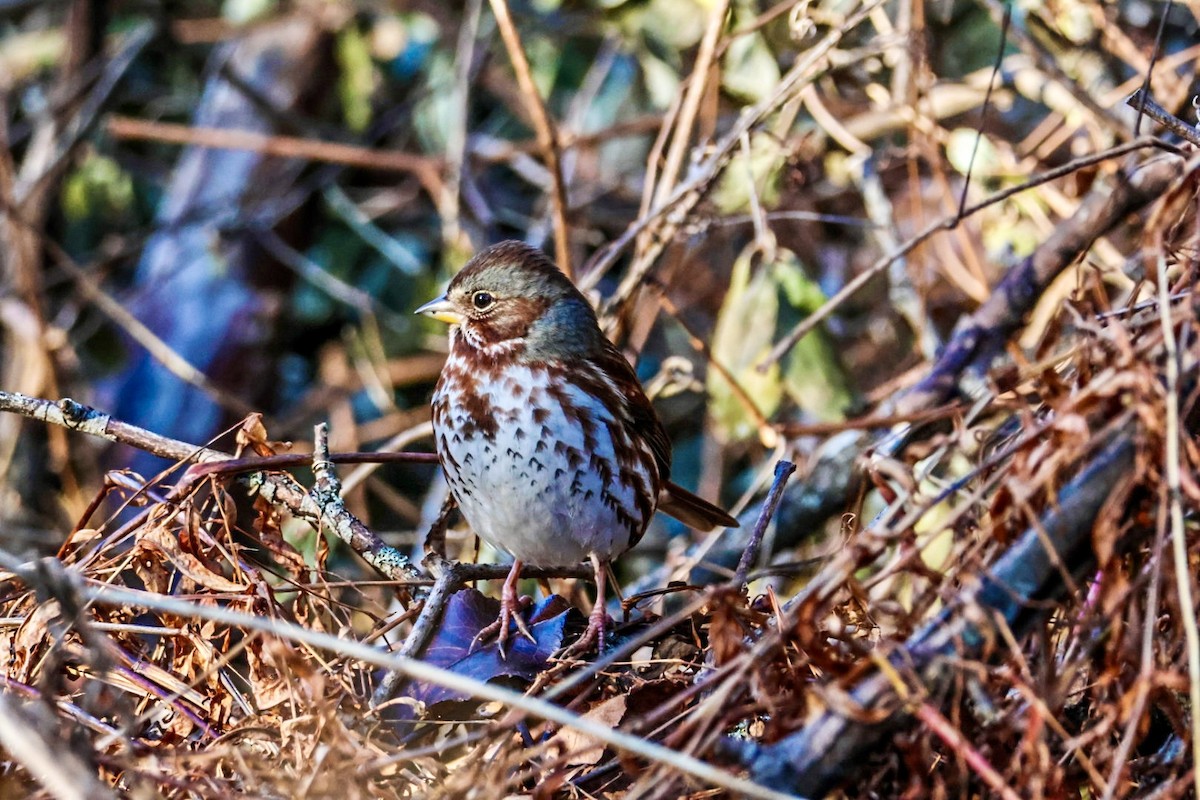 Fox Sparrow - ML626653848