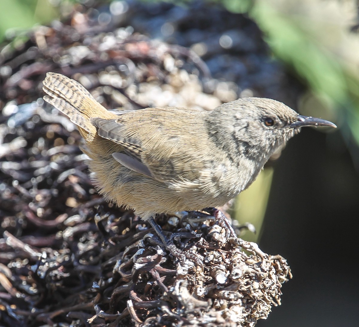 Cobb's Wren - ML626654040
