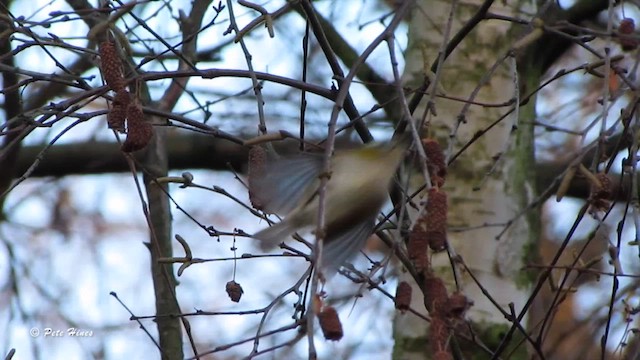 Common Firecrest - ML626654122