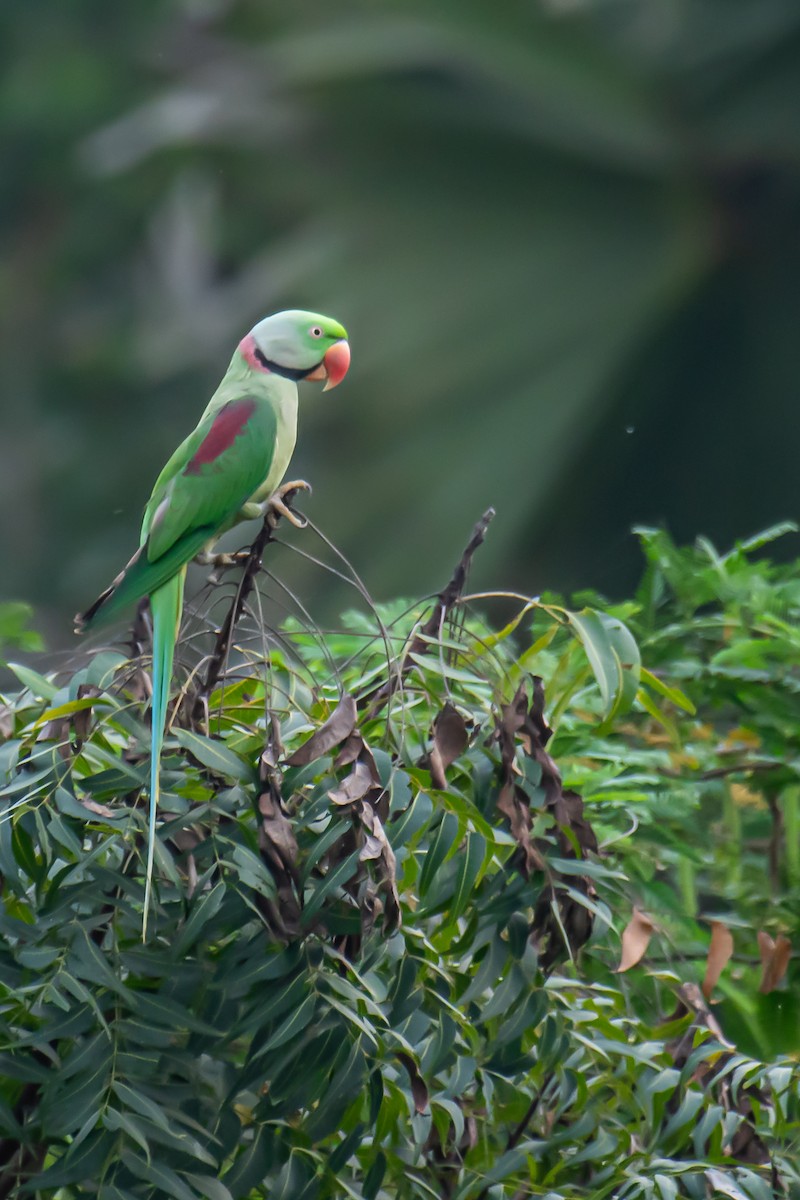 Alexandrine Parakeet - ML626654238