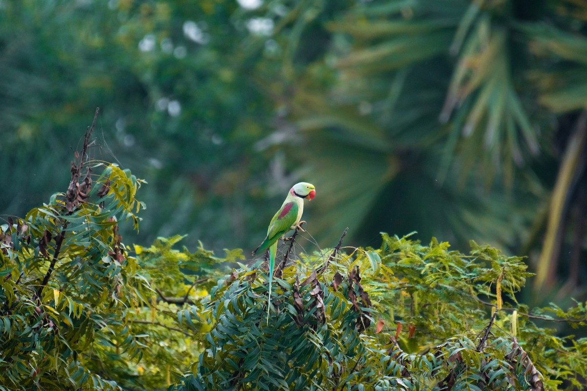 Alexandrine Parakeet - ML626654240