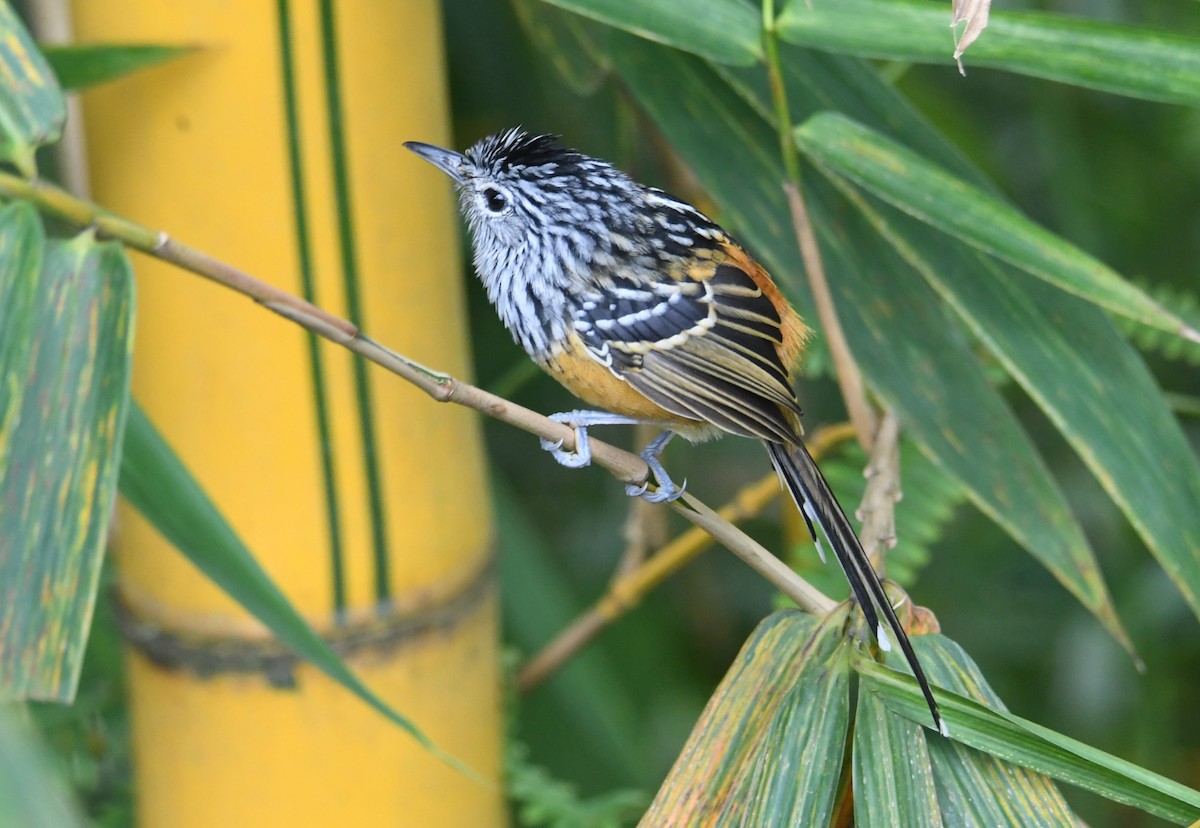 Santa Marta Antbird - ML626654405