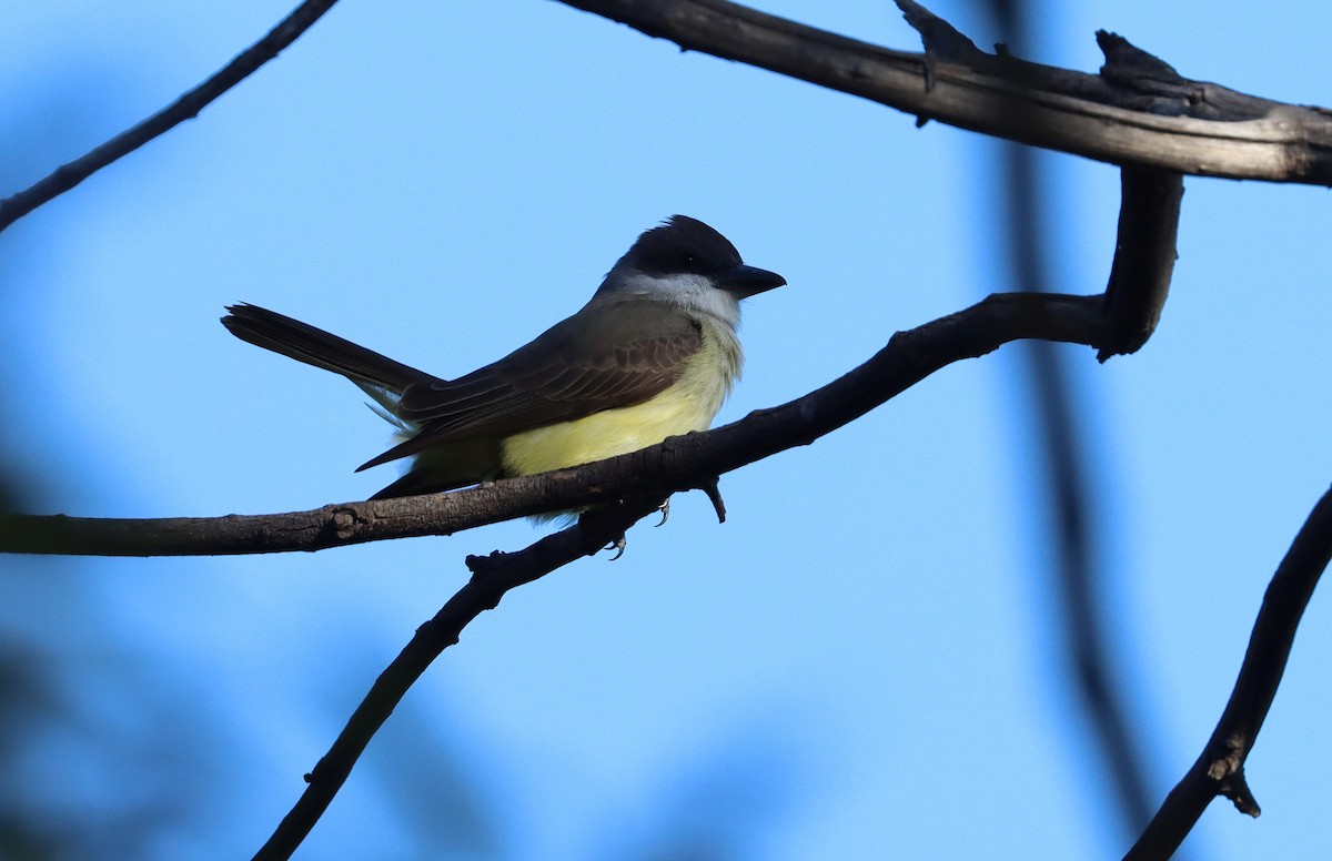 Thick-billed Kingbird - ML626654418