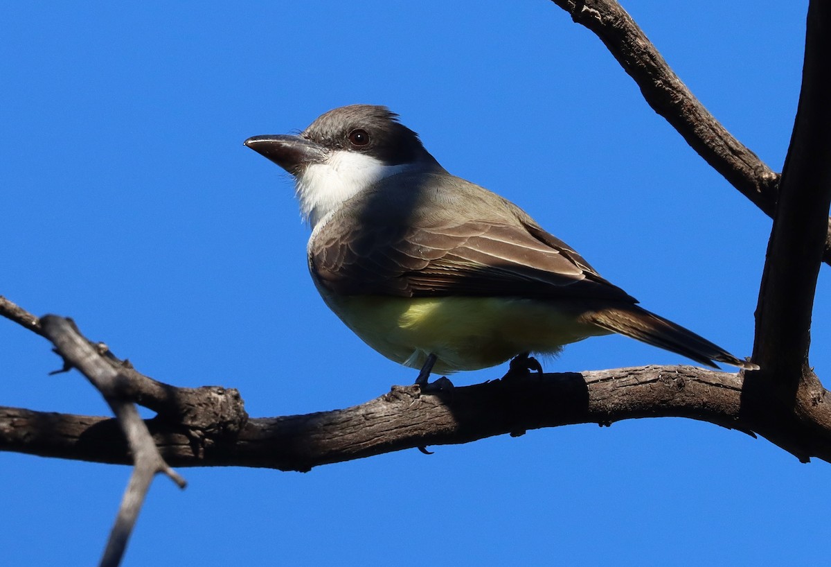 Thick-billed Kingbird - ML626654419