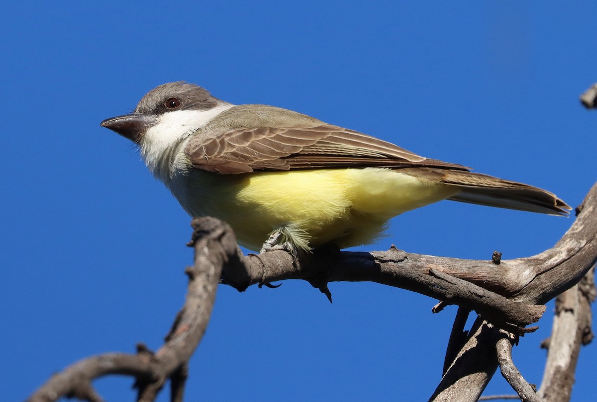 Thick-billed Kingbird - ML626654420