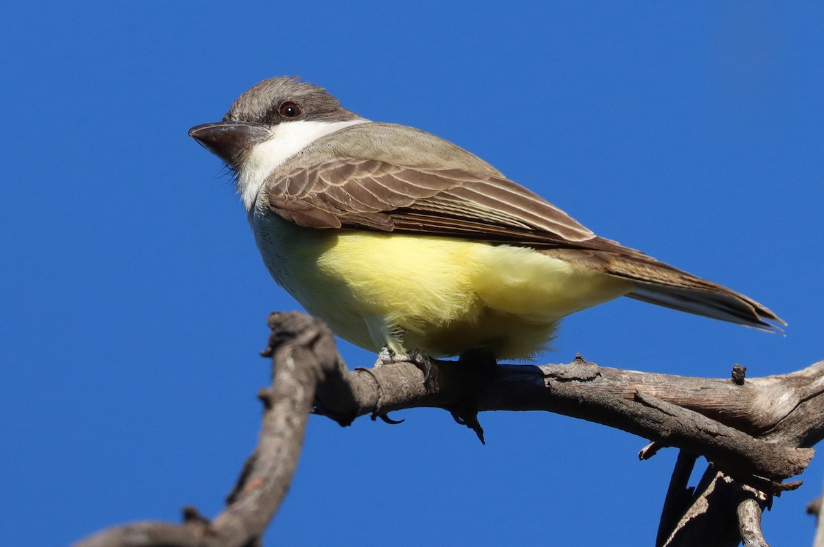 Thick-billed Kingbird - ML626654421