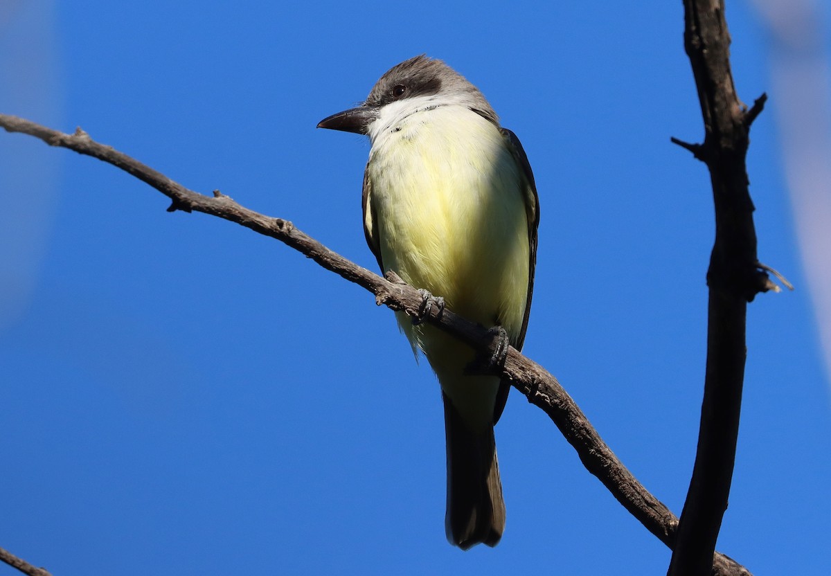 Thick-billed Kingbird - ML626654425