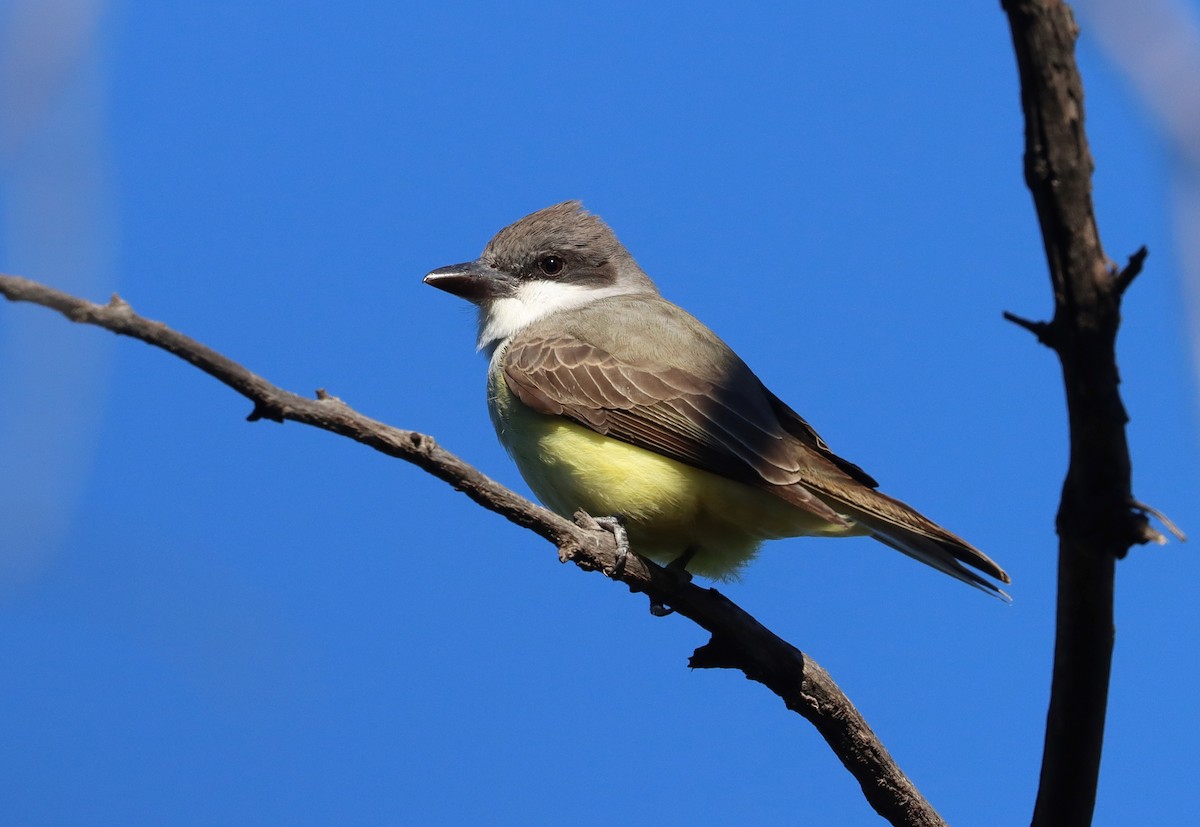 Thick-billed Kingbird - ML626654427