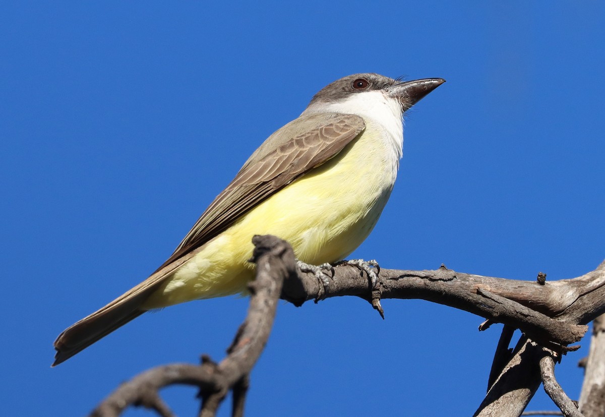 Thick-billed Kingbird - ML626654428