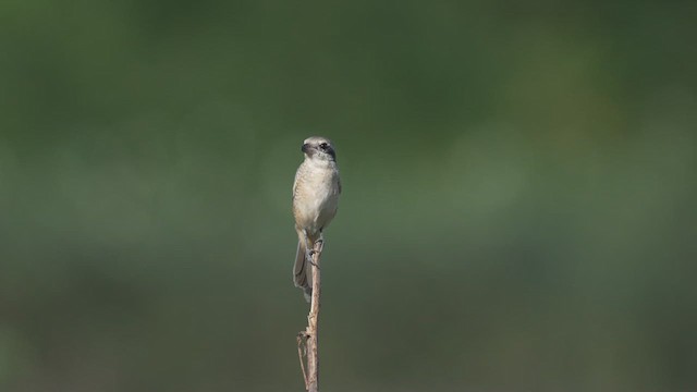 Brown Shrike - ML626654464