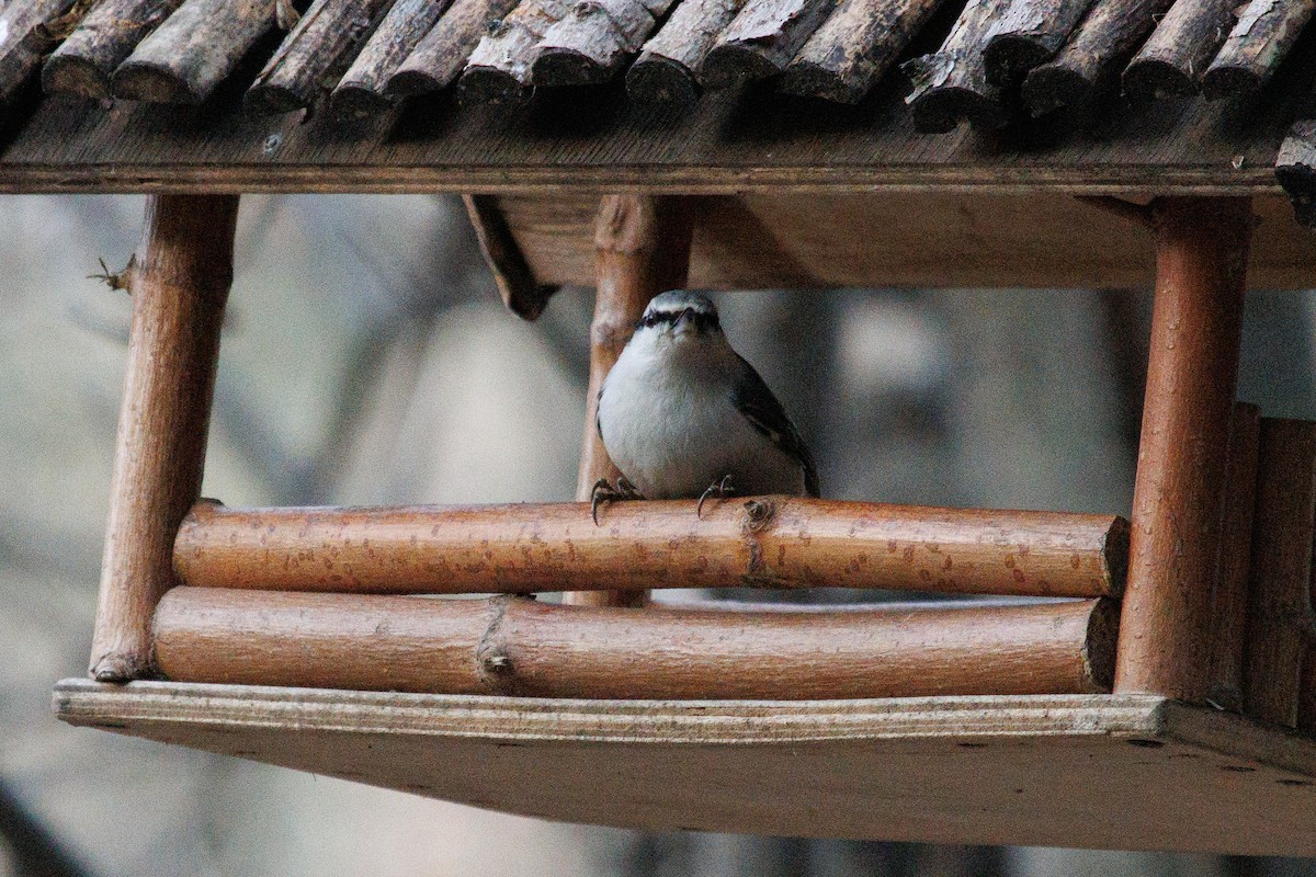 Eurasian Nuthatch - ML626654507