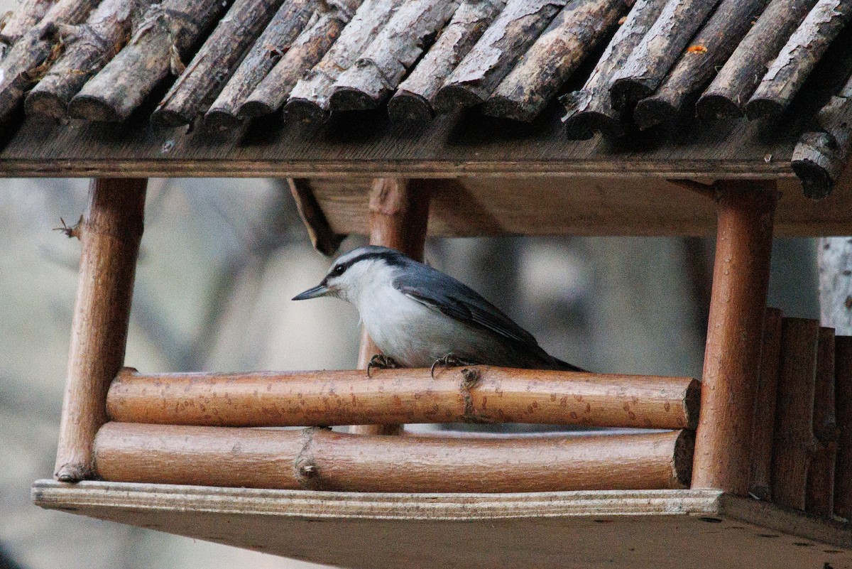 Eurasian Nuthatch - ML626654508