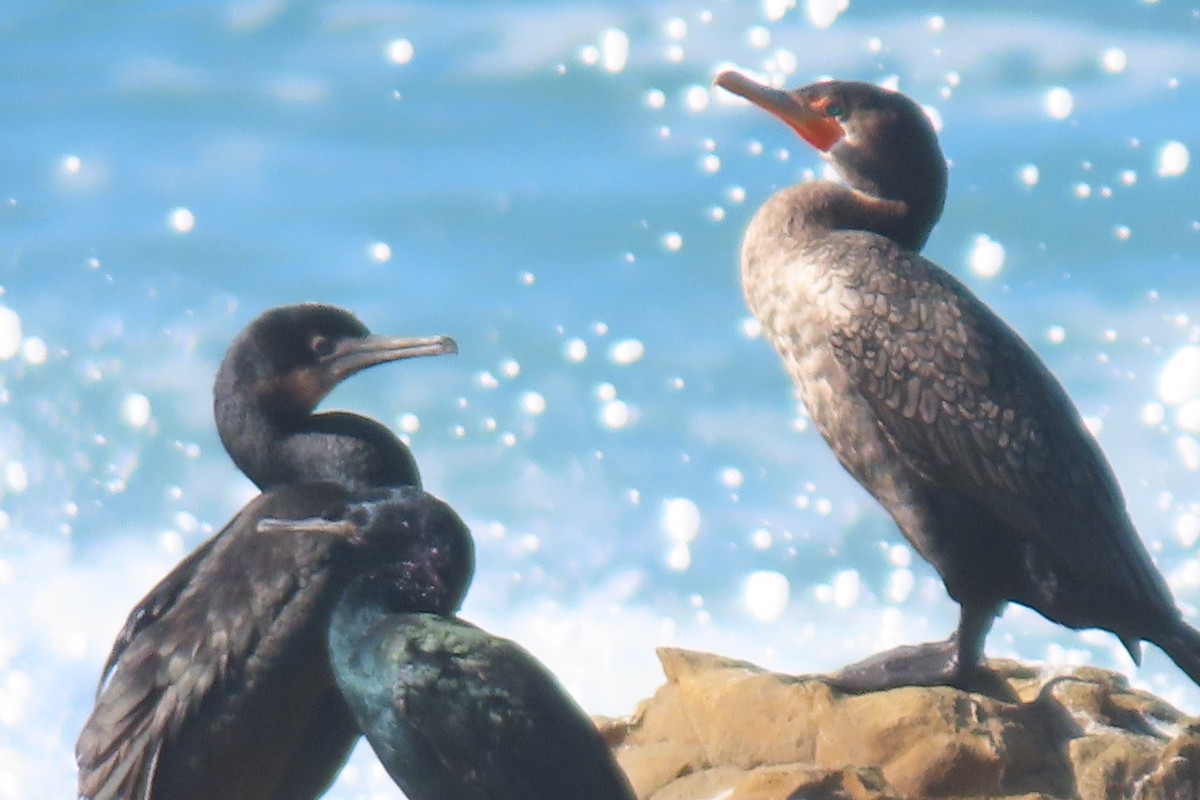 Pelagic Cormorant - ML626654520