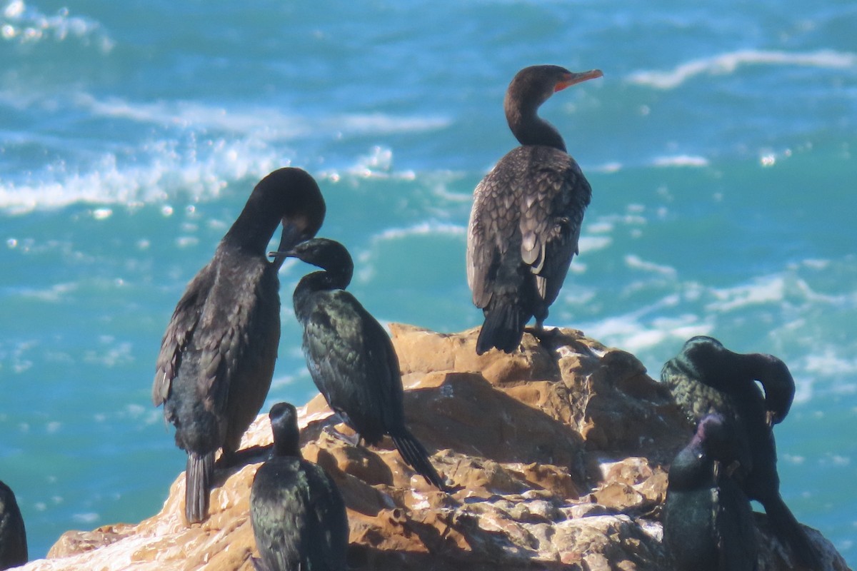 Pelagic Cormorant - ML626654521