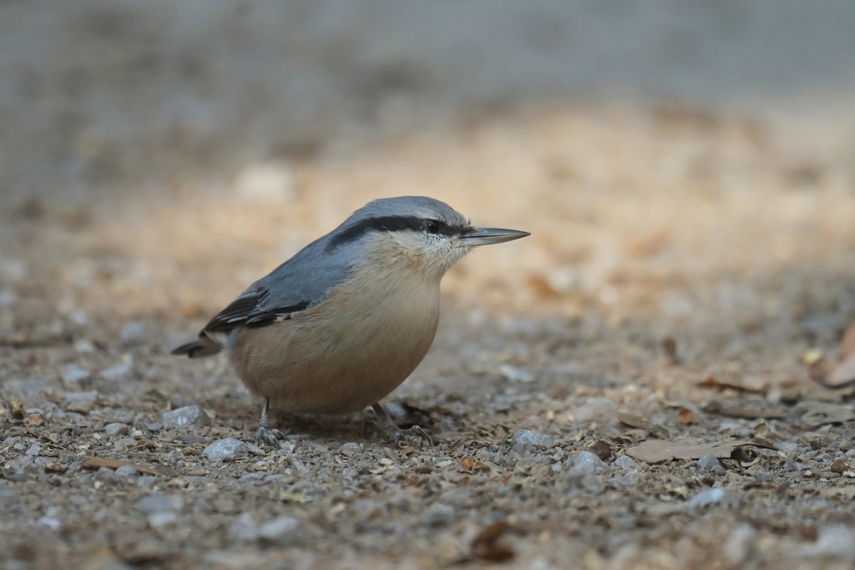 Eurasian Nuthatch - ML626654535