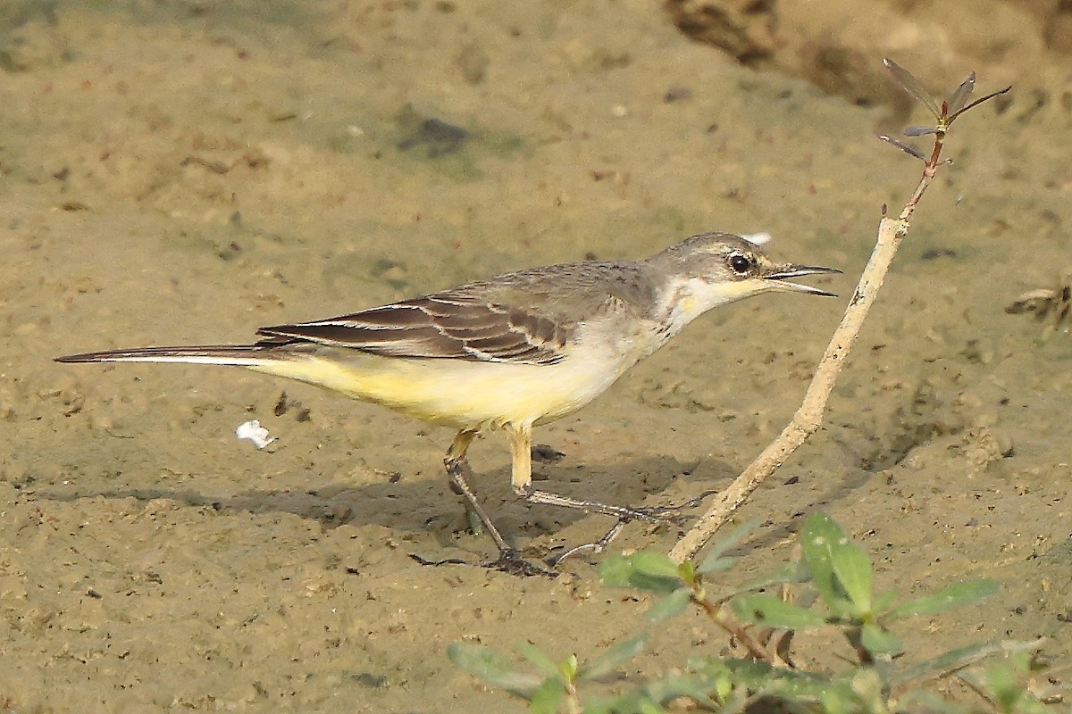 Western/Eastern Yellow Wagtail - ML626654556