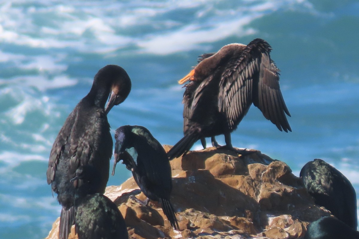 Double-crested Cormorant - ML626654561