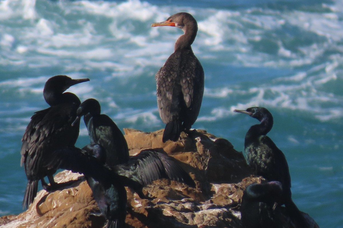 Double-crested Cormorant - ML626654563