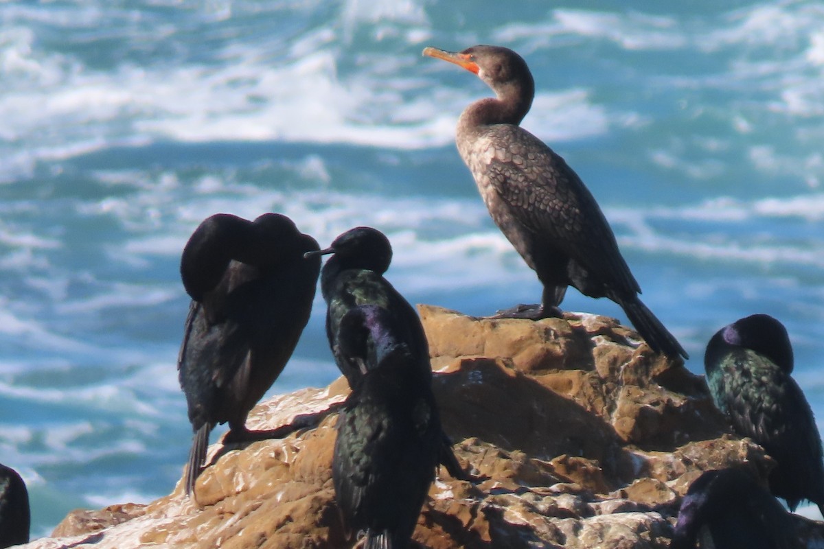 Double-crested Cormorant - ML626654565
