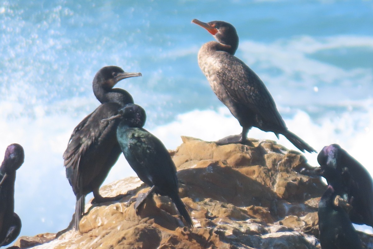 Double-crested Cormorant - ML626654566