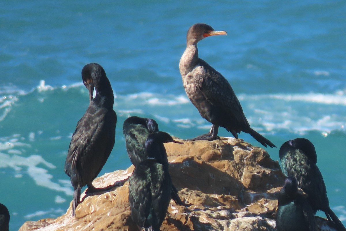 Pelagic Cormorant - ML626654635