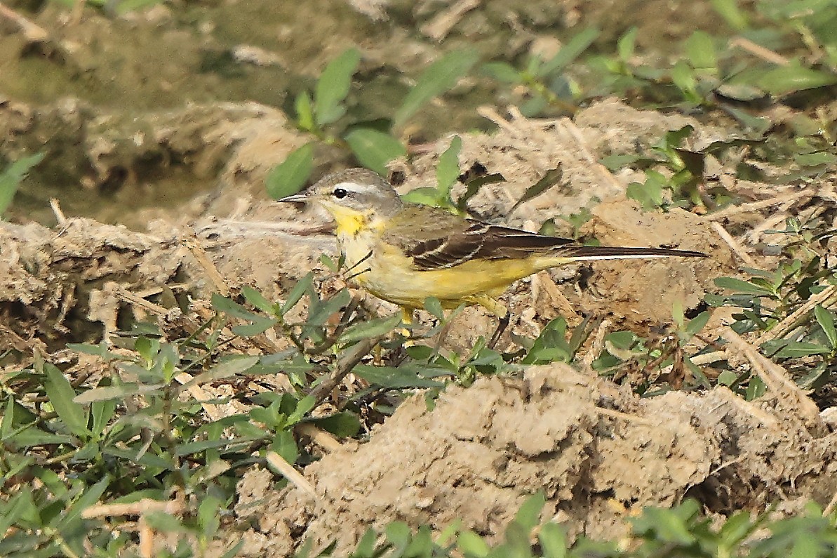 Western Yellow Wagtail - ML626654654