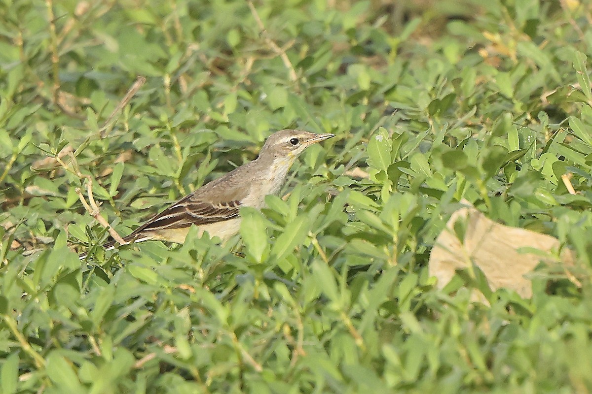 Western Yellow Wagtail - ML626654655