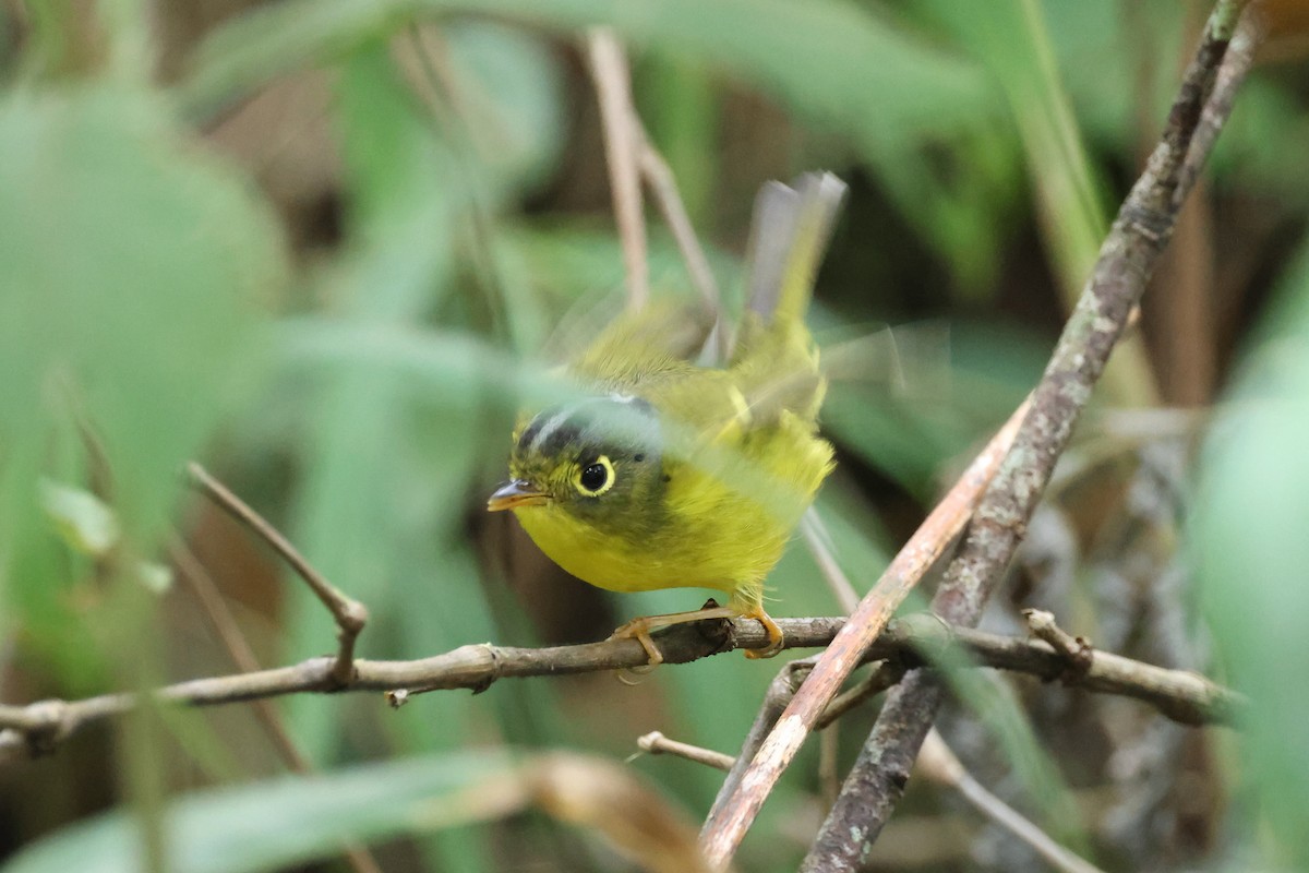 White-spectacled Warbler - ML626654856