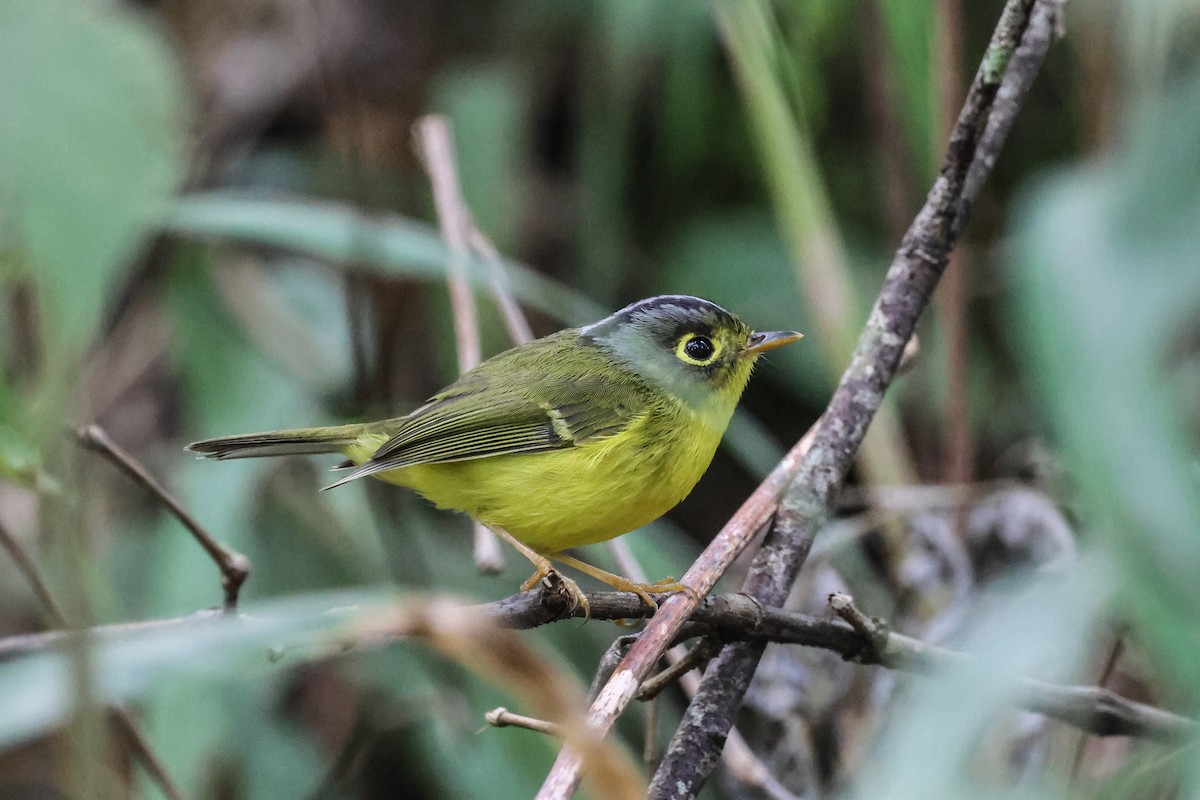 White-spectacled Warbler - ML626654857