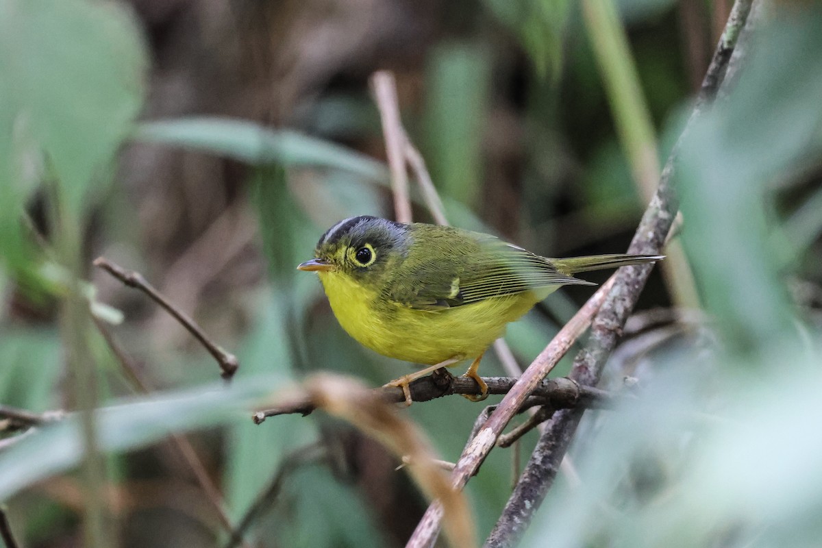 White-spectacled Warbler - ML626654858