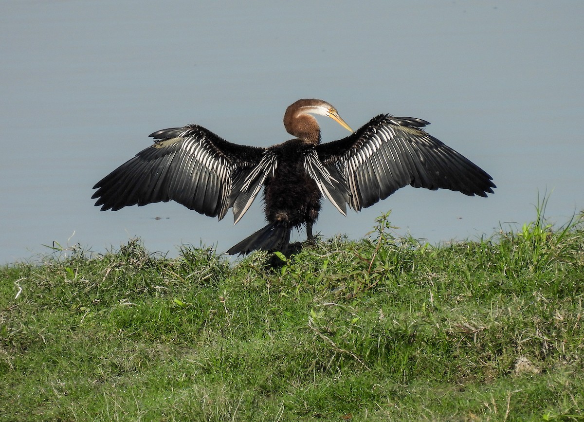 Oriental Darter - ML626654878