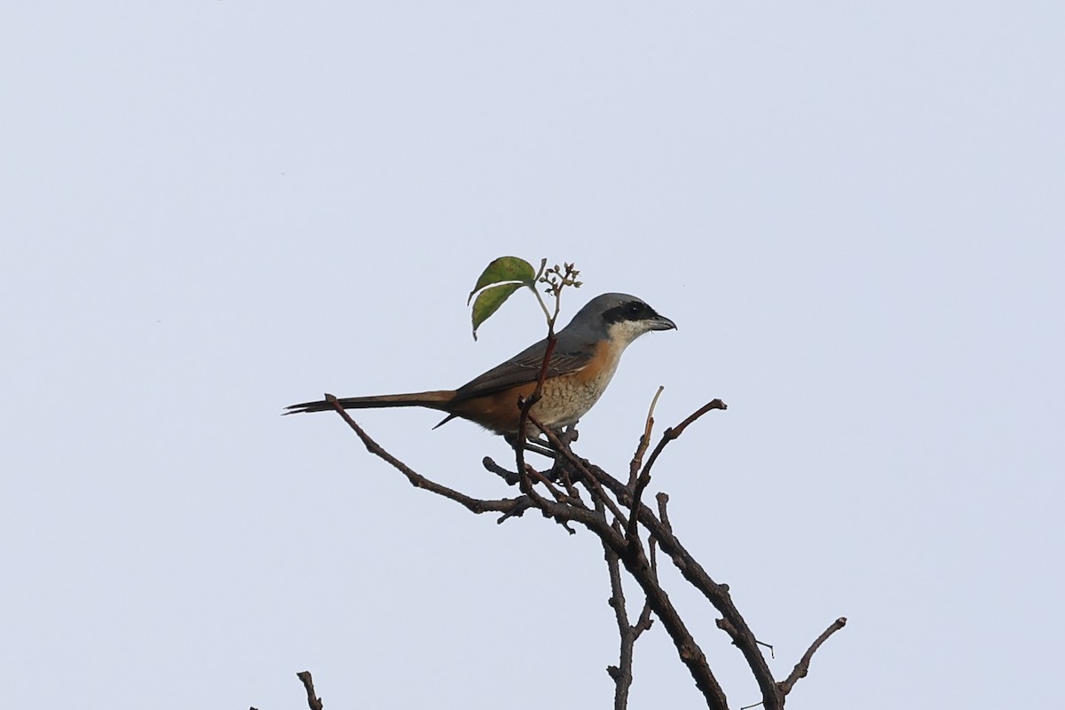 Gray-backed Shrike - ML626654986