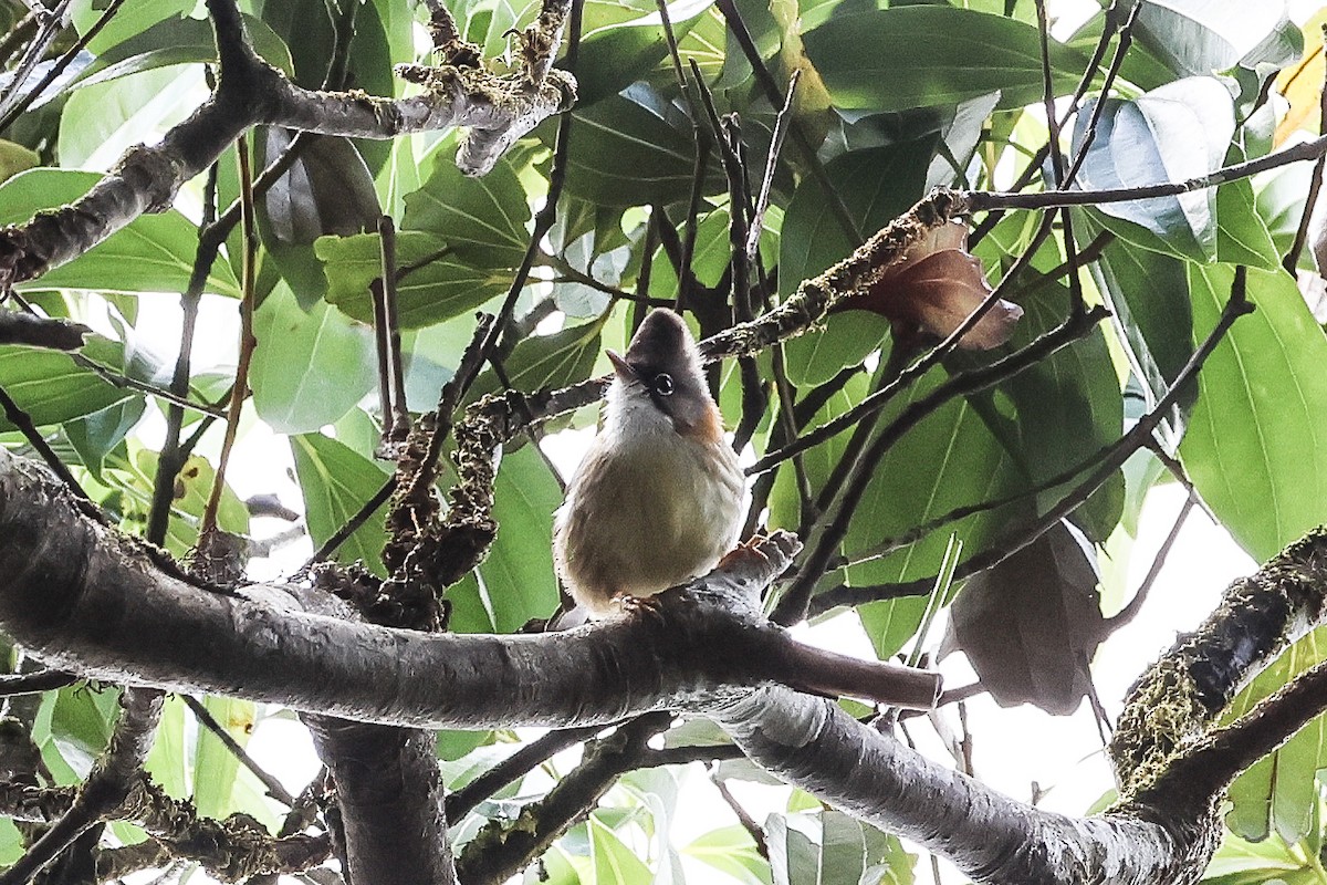 Whiskered Yuhina - ML626655032