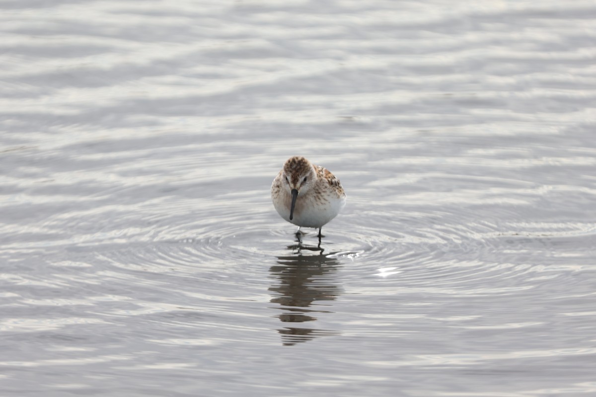 Western Sandpiper - ML626655139