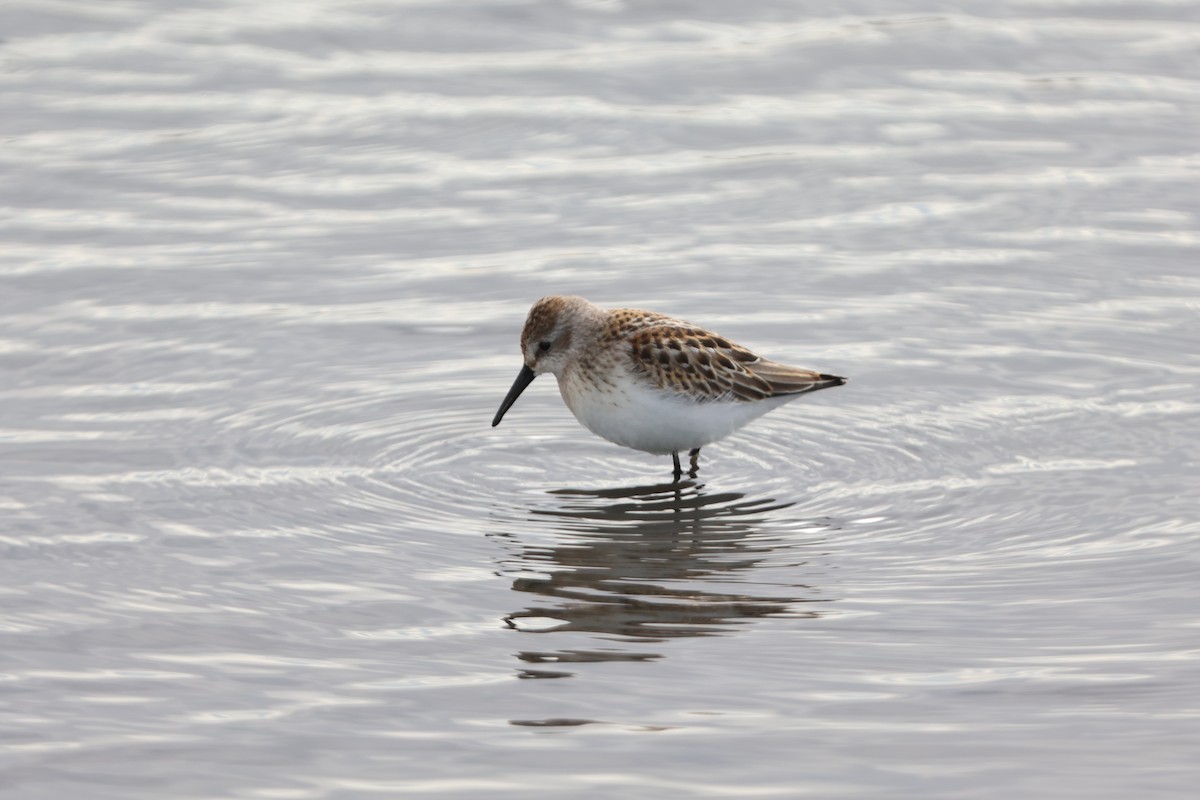 Western Sandpiper - ML626655140