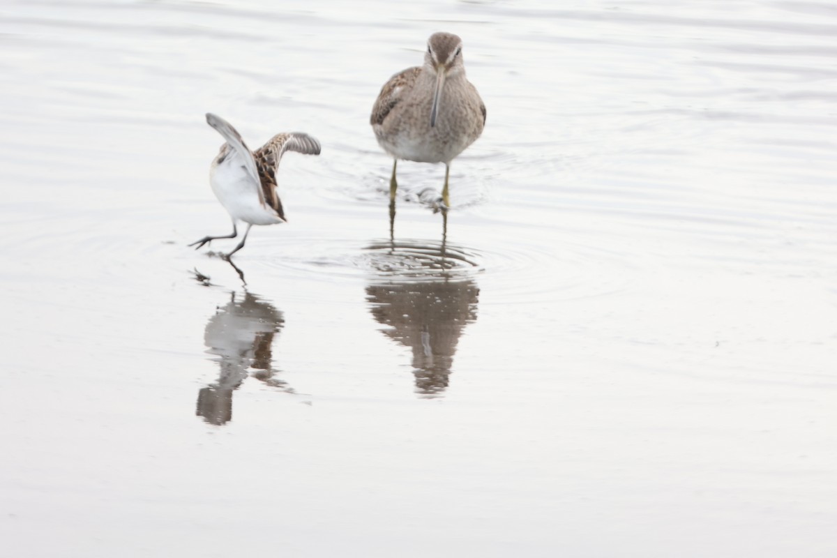 Western Sandpiper - ML626655141