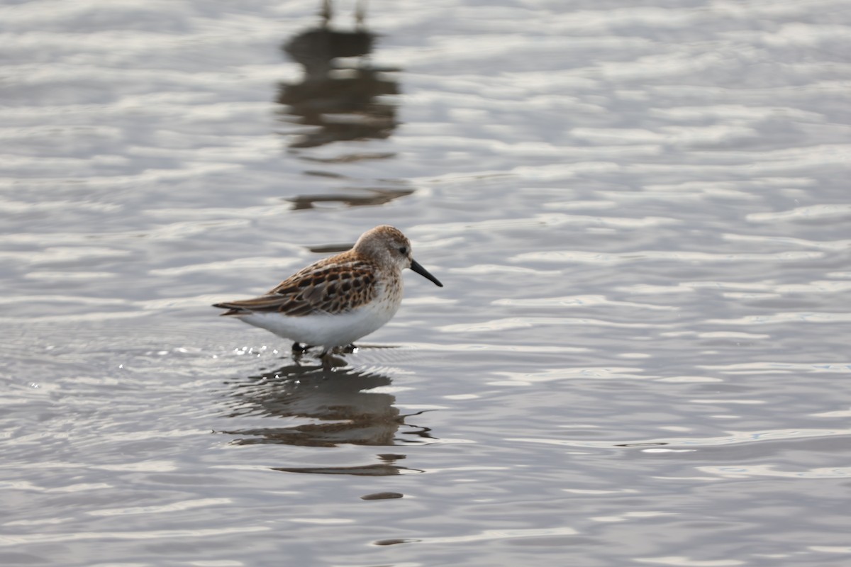 Western Sandpiper - ML626655142