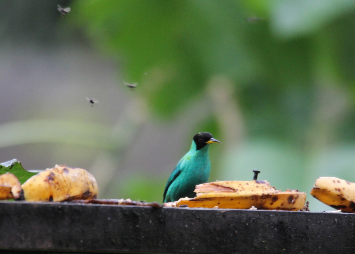 Green Honeycreeper - ML626655274