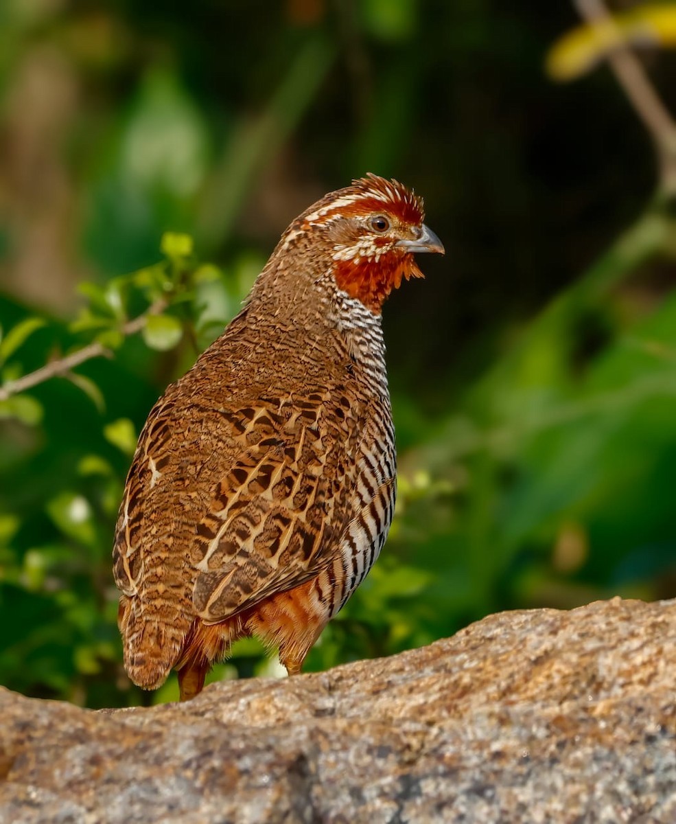 Jungle Bush-Quail - ML626655359