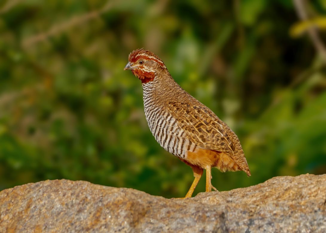 Jungle Bush-Quail - ML626655360