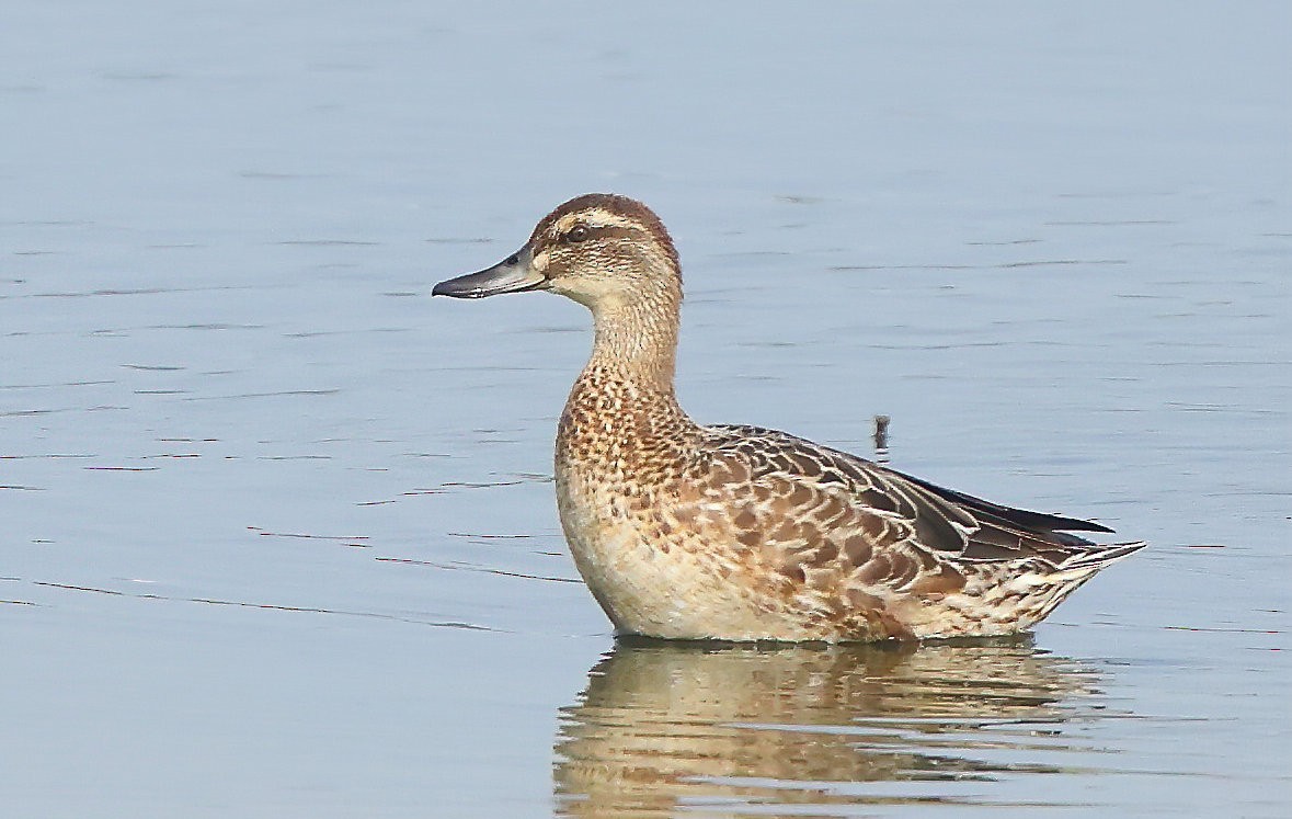 Garganey - ML626655517