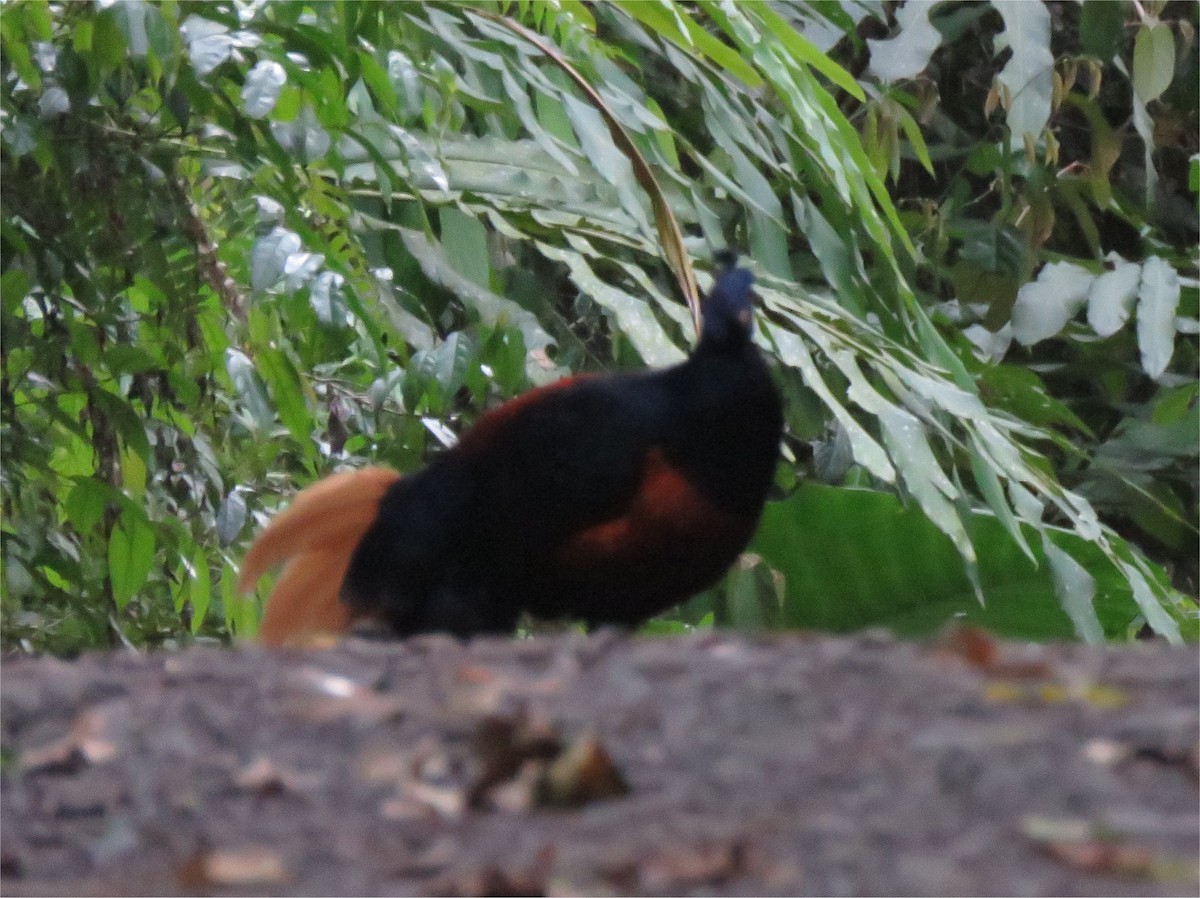 Bornean Crested Fireback - ML626655593