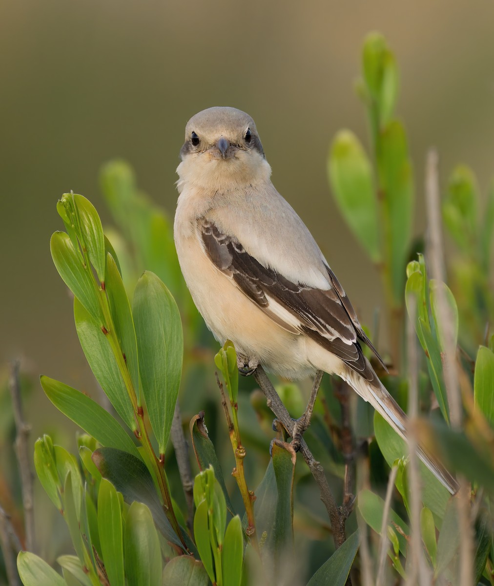 Great Gray Shrike (Steppe) - ML626655596